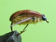 IMG 5344