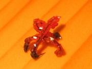 IMG 6678