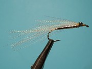 DSC 2398