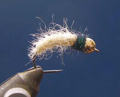 cad larva