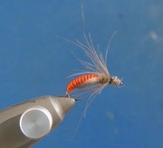 caddis pupa forum