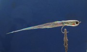 SRF Crystal Minnow 1
