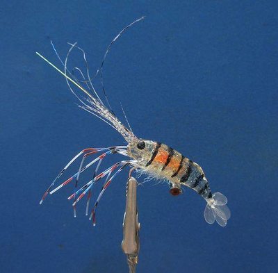 SRF Shrimp