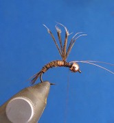 PTM6