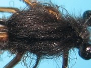 May Fly Nymph 5