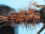 May Fly Nymph 6