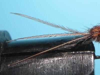 May Fly Nymph 15