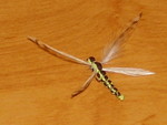 P5190007