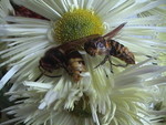 Picture 010