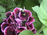 Picture 002